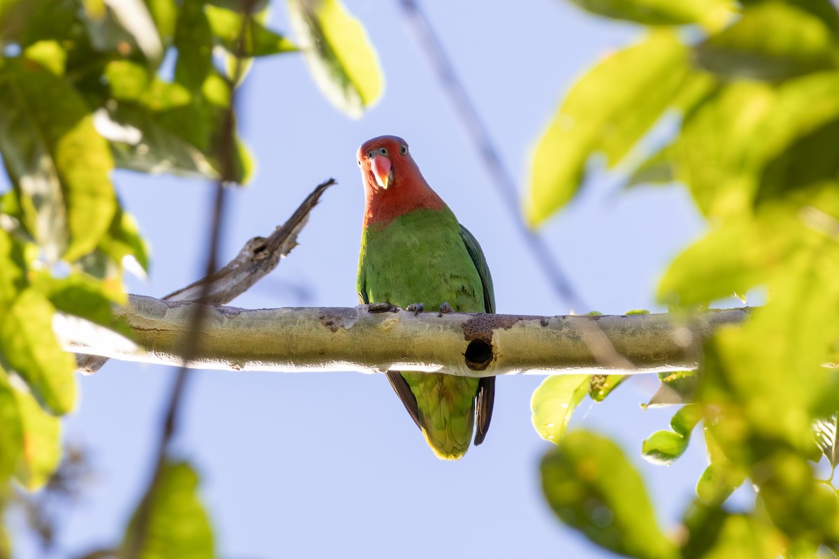 Red-cheeked Parrot - ML644537900