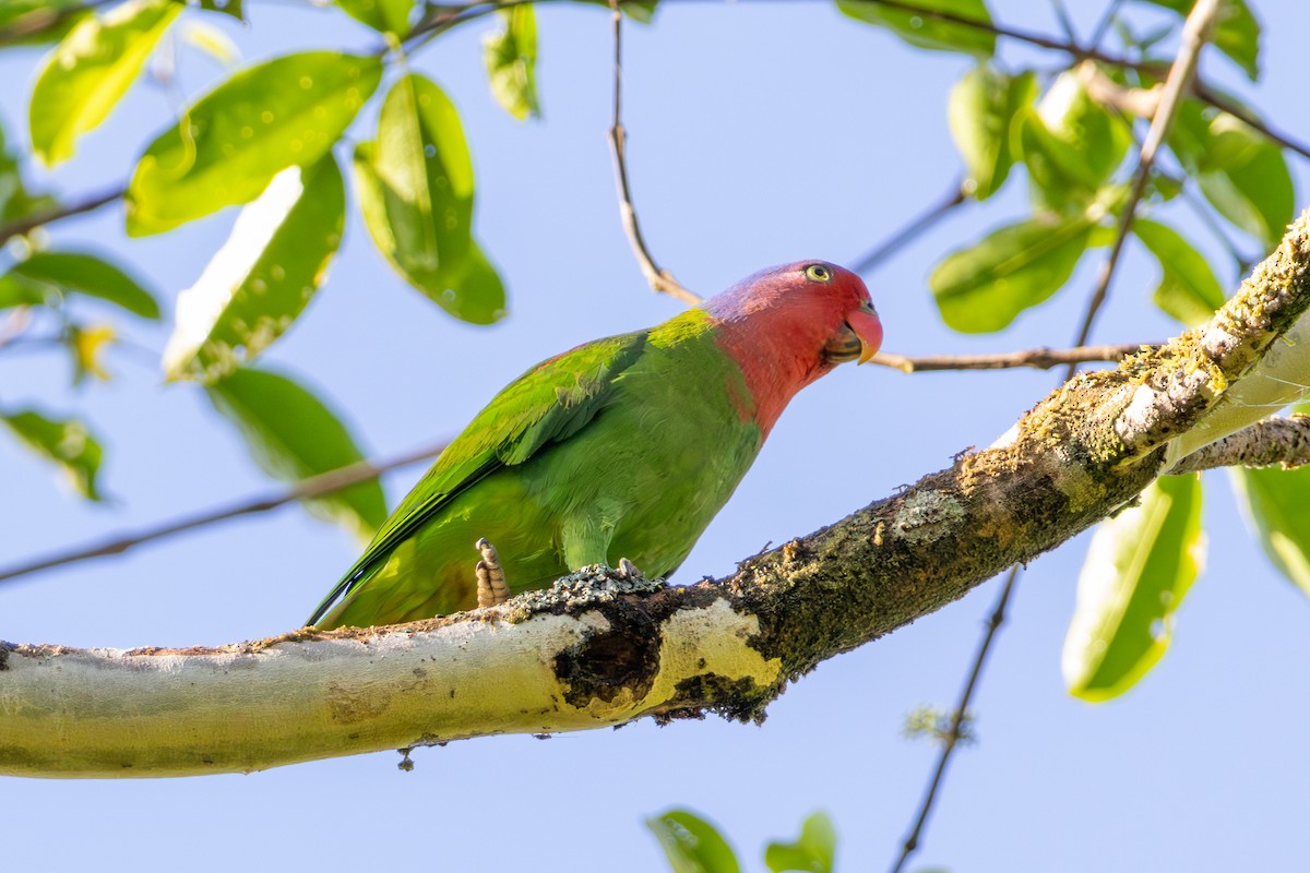 Red-cheeked Parrot - ML644537901