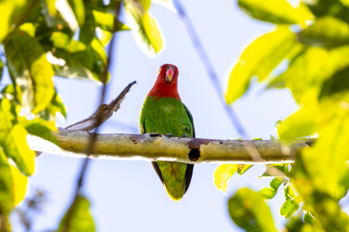 Red-cheeked Parrot - ML644537902