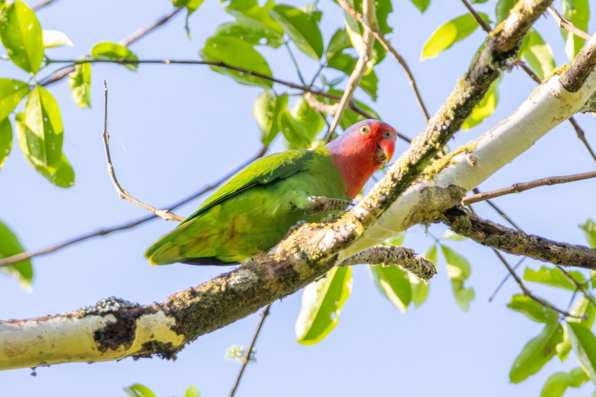 Red-cheeked Parrot - ML644537903