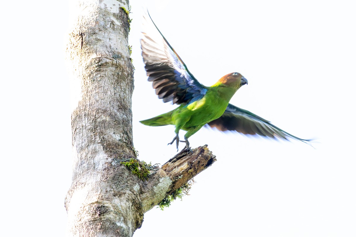 Red-cheeked Parrot - ML644537904