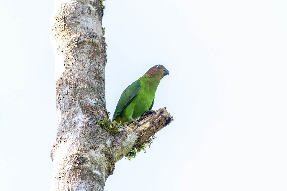 Red-cheeked Parrot - ML644537905