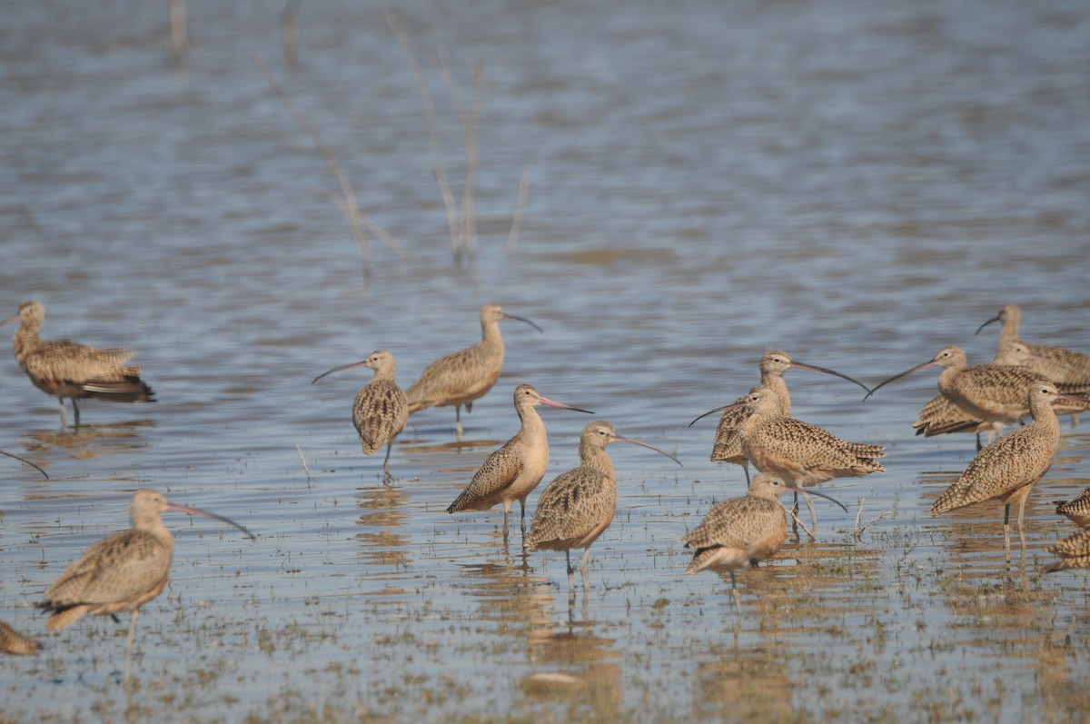 Barge marbrée - ML644537910