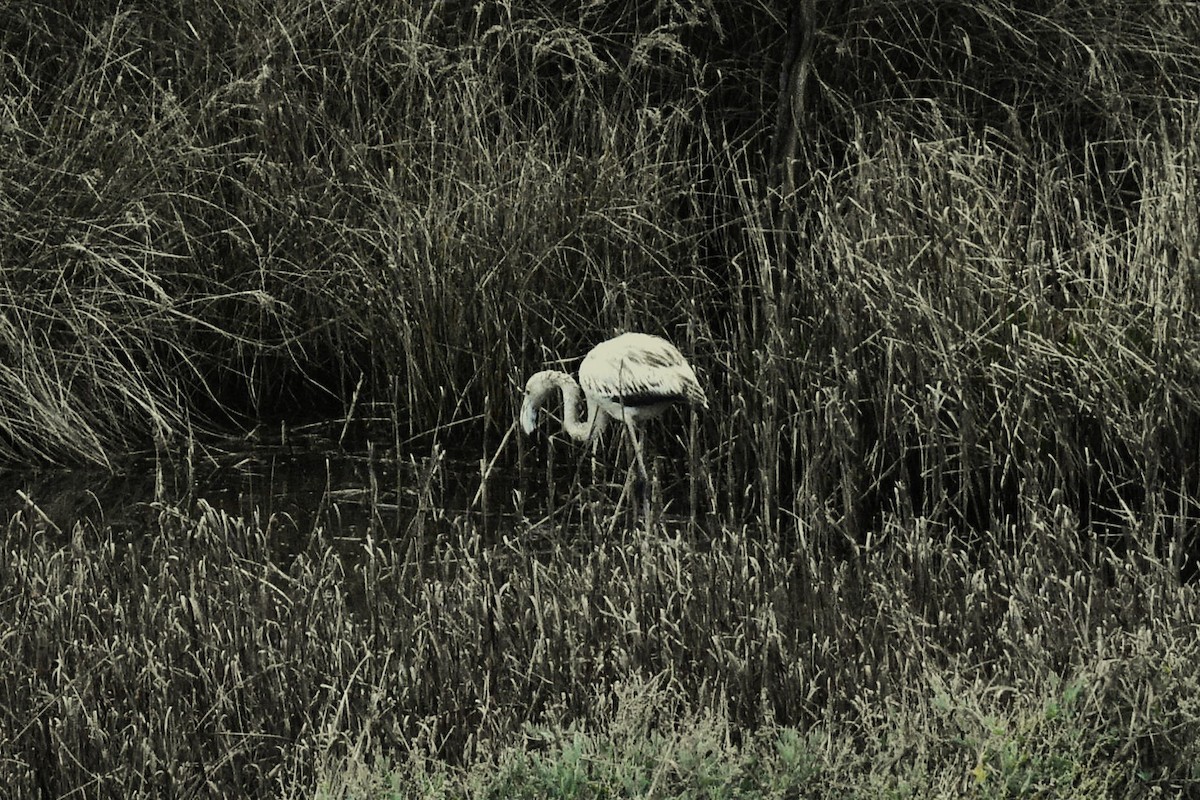 ヨーロッパフラミンゴ - ML644537915