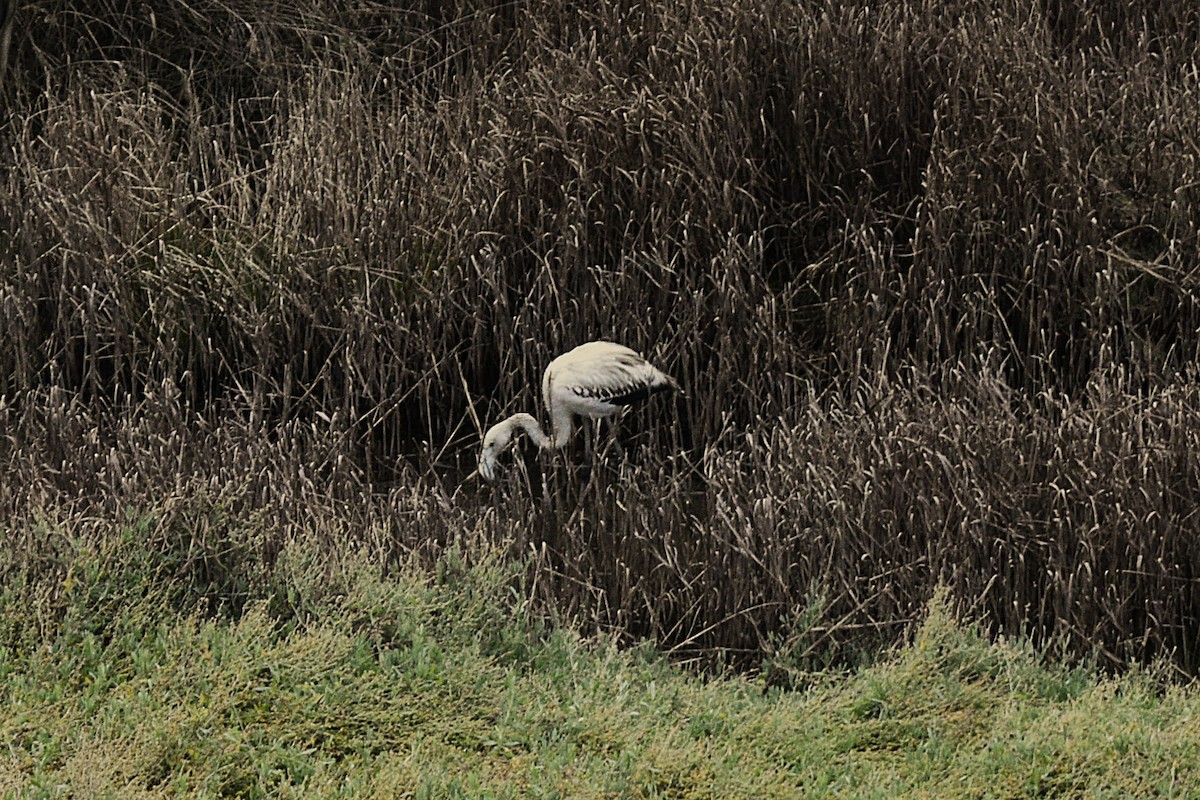 ヨーロッパフラミンゴ - ML644537916