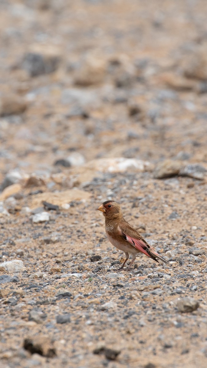 Crimson-winged Finch - ML644537920