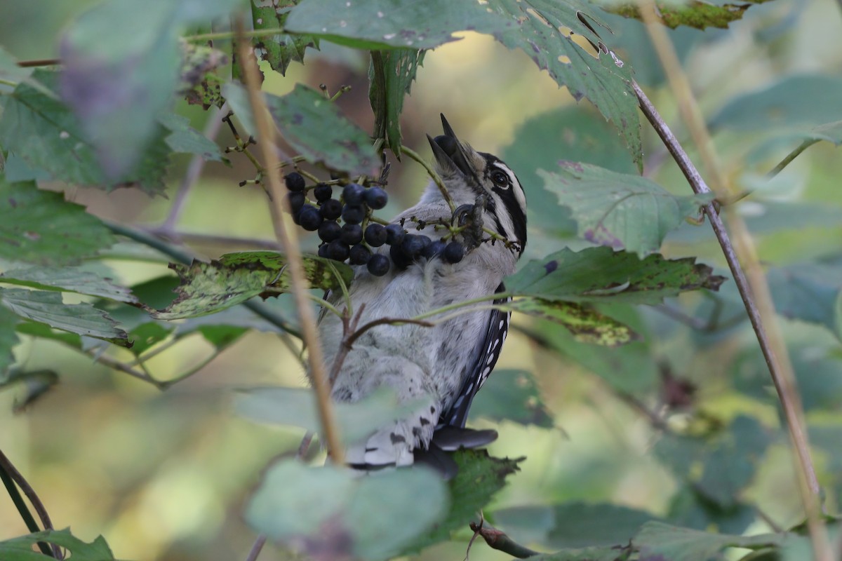 Downy Woodpecker - ML644537936