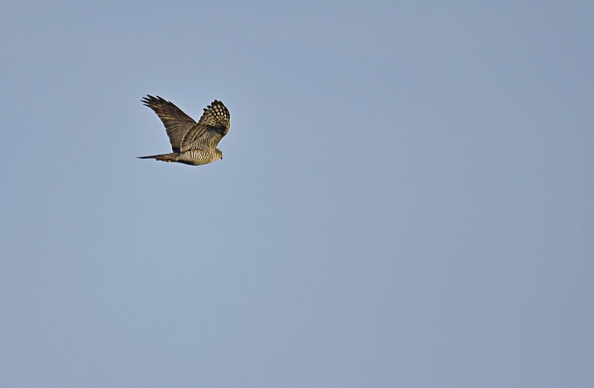 krahujec obecný - ML644537941