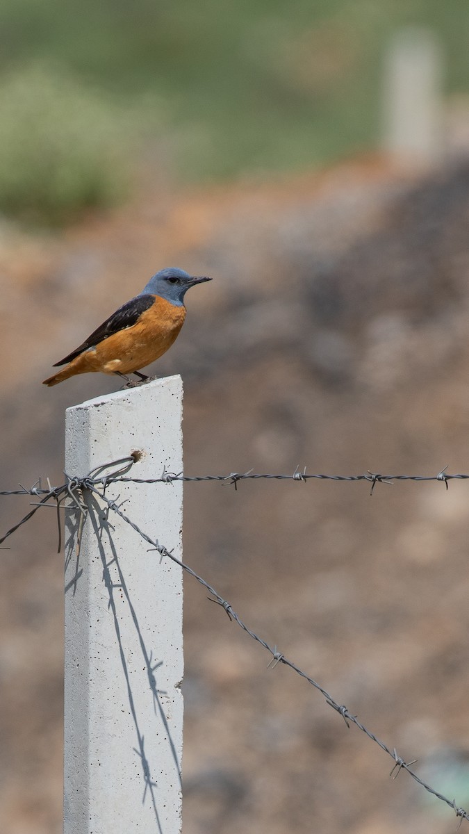 Rufous-tailed Rock-Thrush - ML644537948