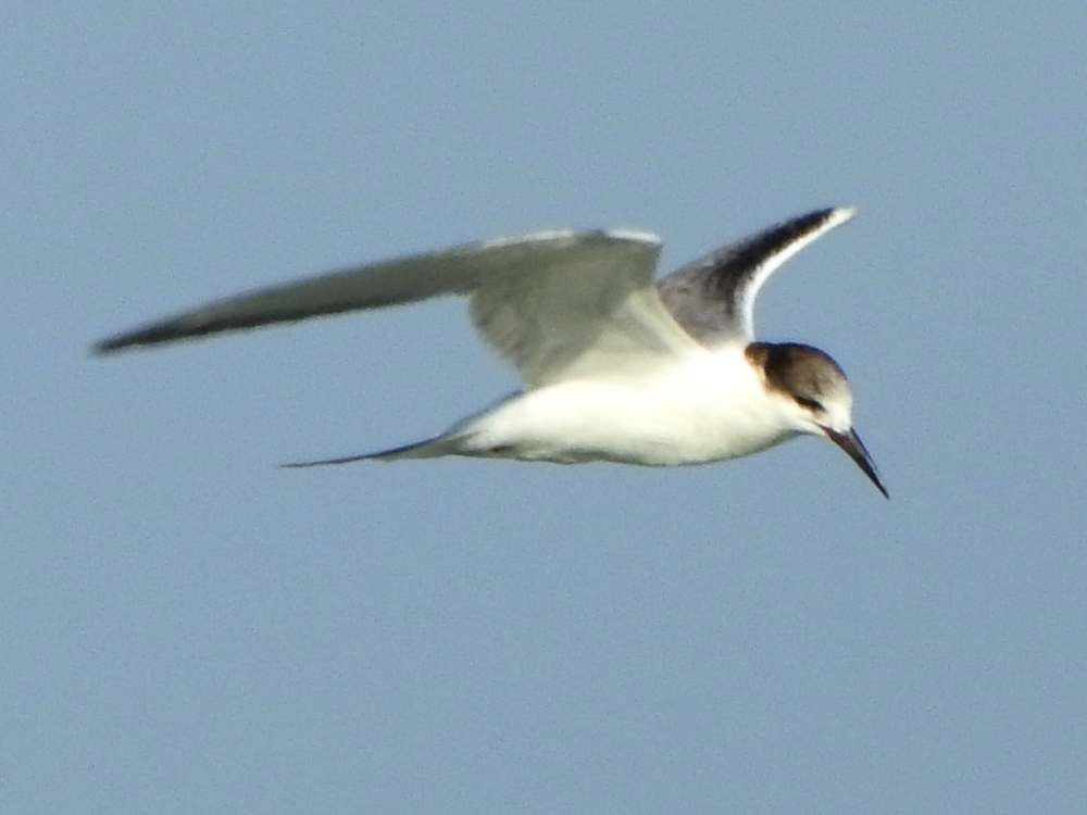 Эгэл хараалай - ML644537953