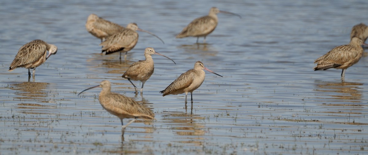 Barge marbrée - ML644537954