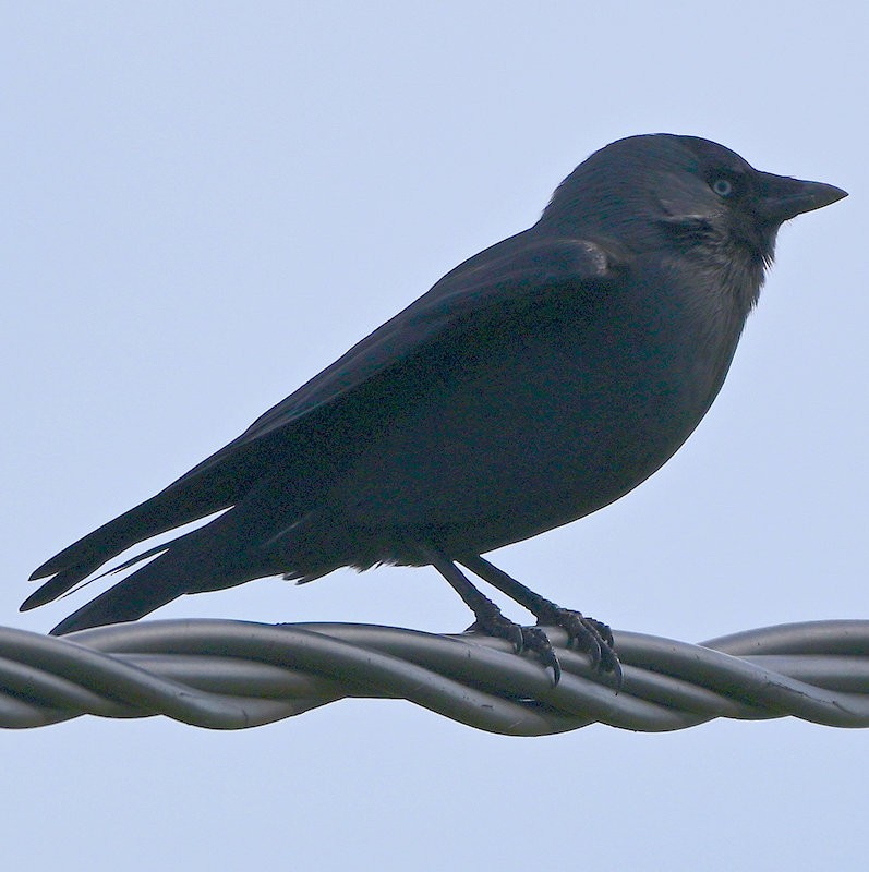 Eurasian Jackdaw - ML644537955