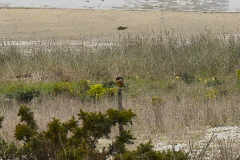 Трав'янка чорноголова - ML644537957