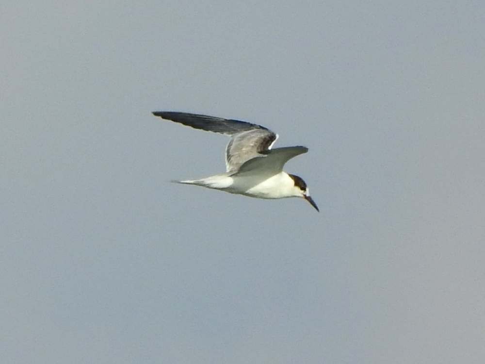 Эгэл хараалай - ML644537959