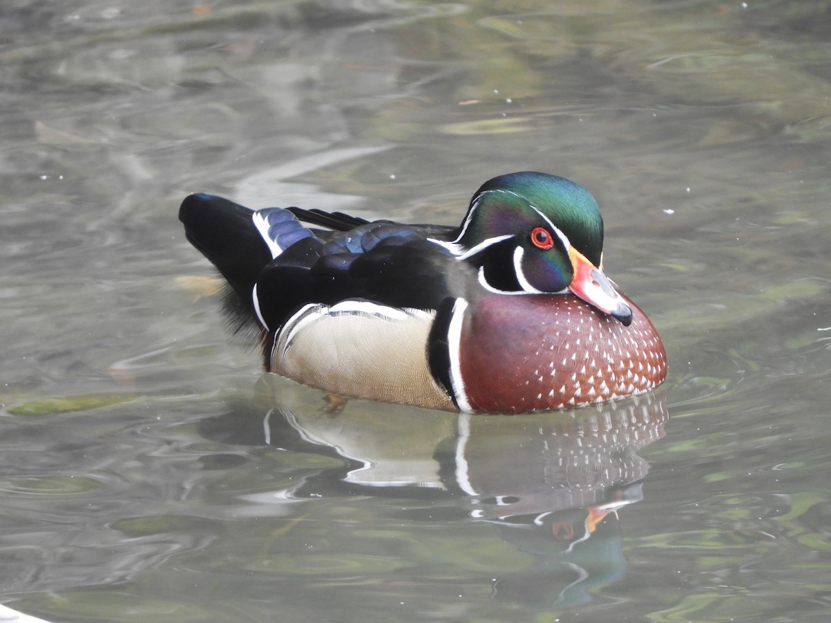 Wood Duck - ML644537961