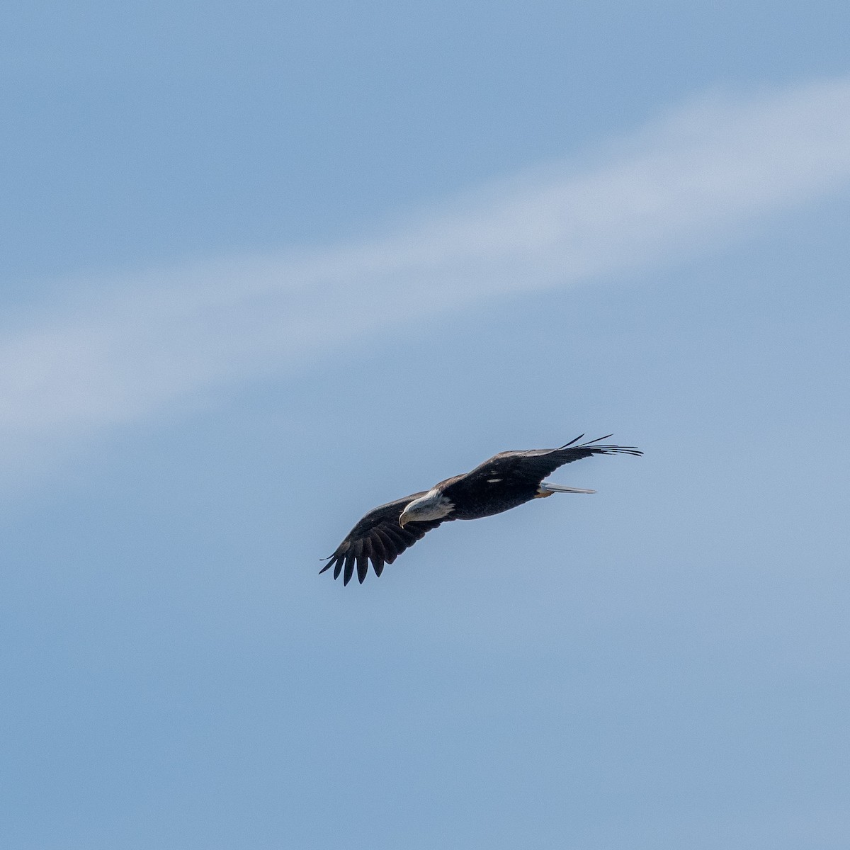 Белоголовый орлан - ML644537962