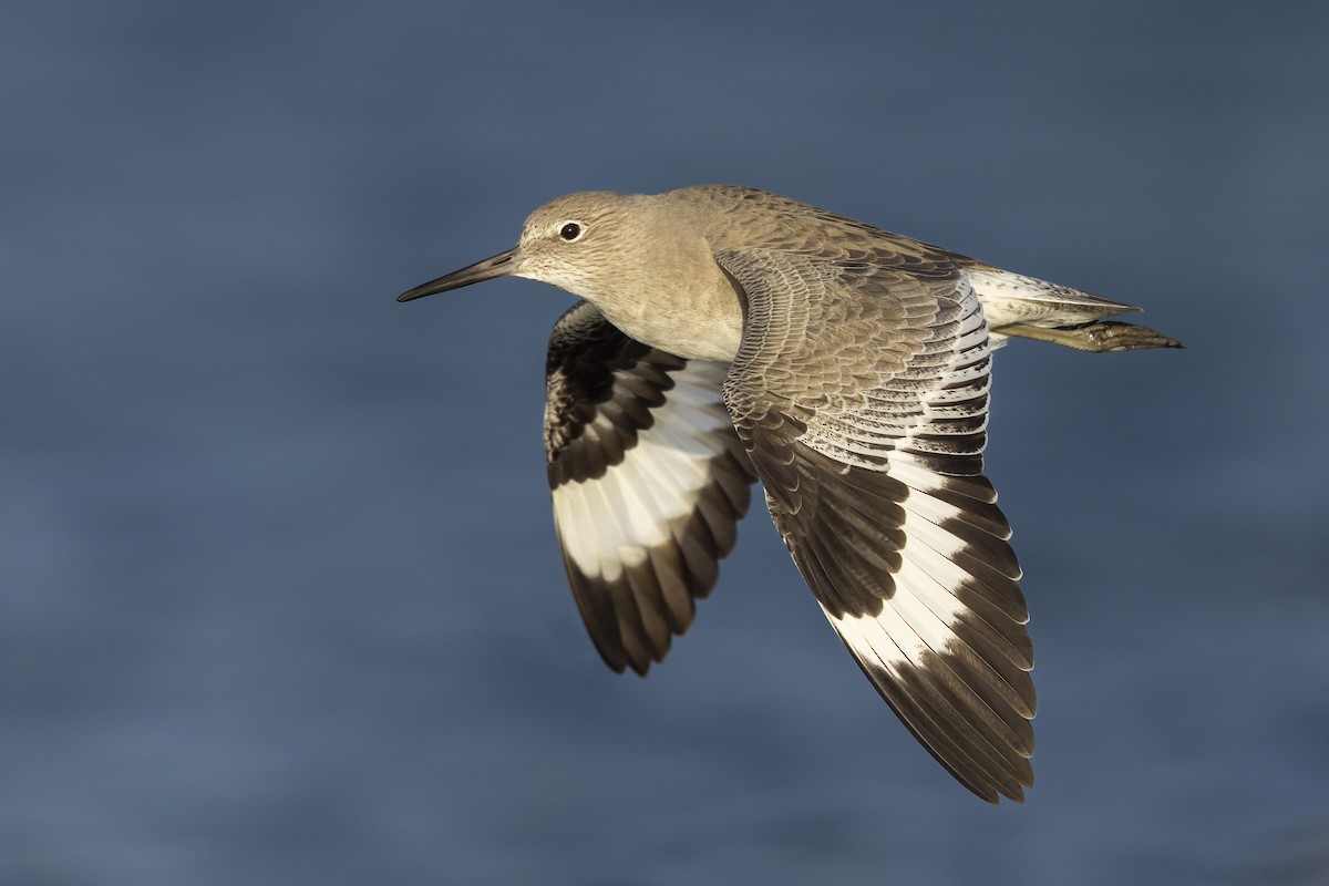 Willet - ML644537965
