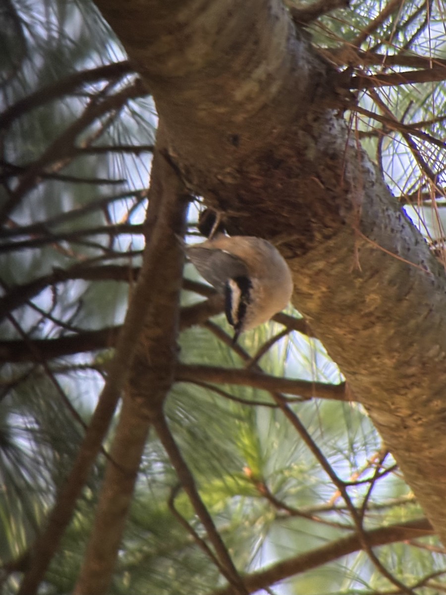 Red-breasted Nuthatch - ML644537969