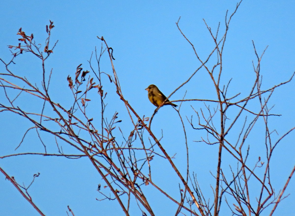 Verdier d'Europe - ML644537978