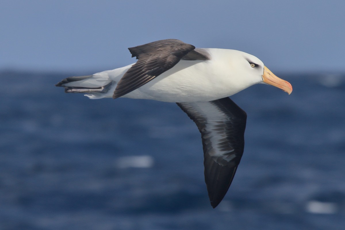 albatros černobrvý (ssp. impavida) - ML644537982