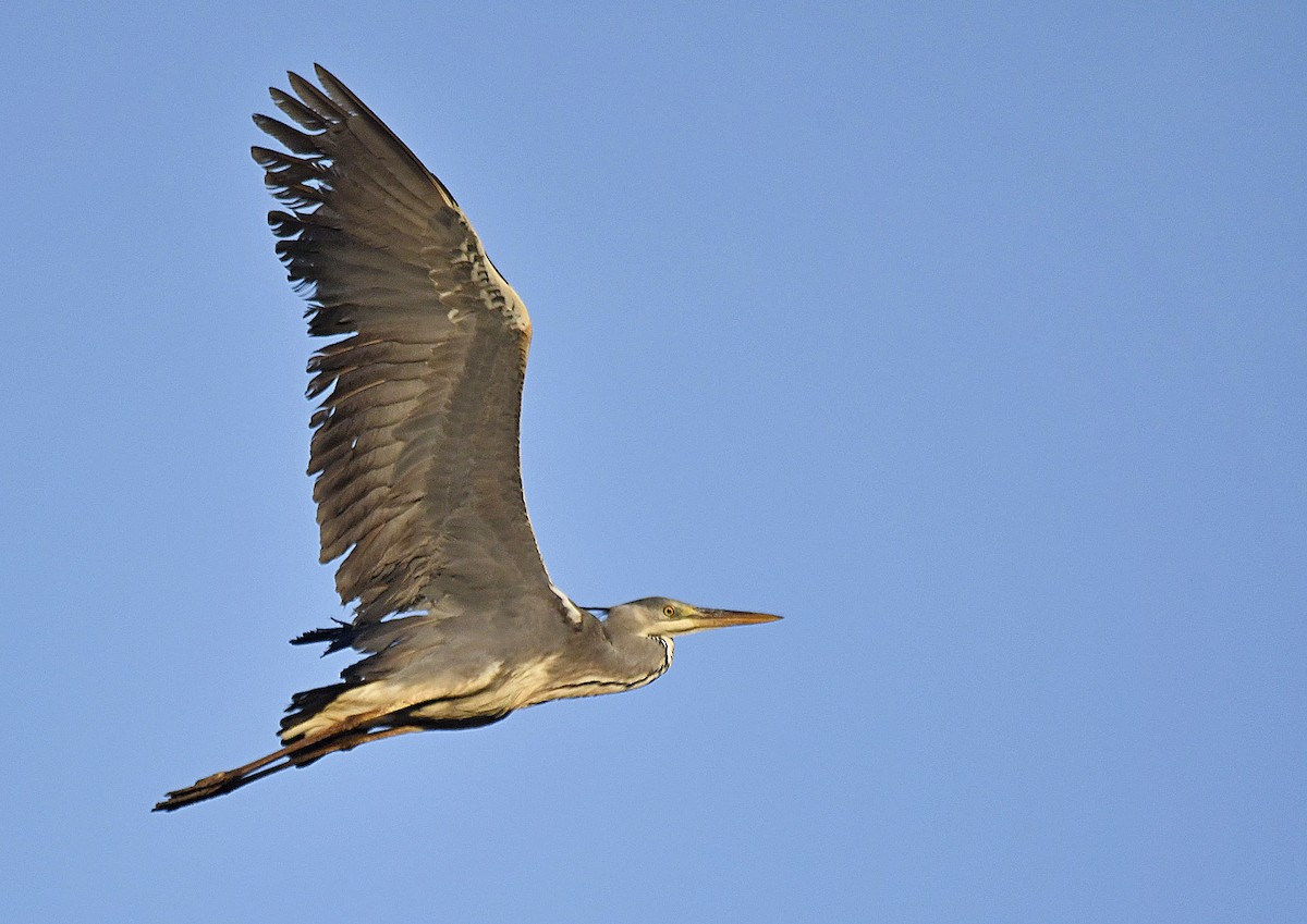 volavka popelavá - ML644537986