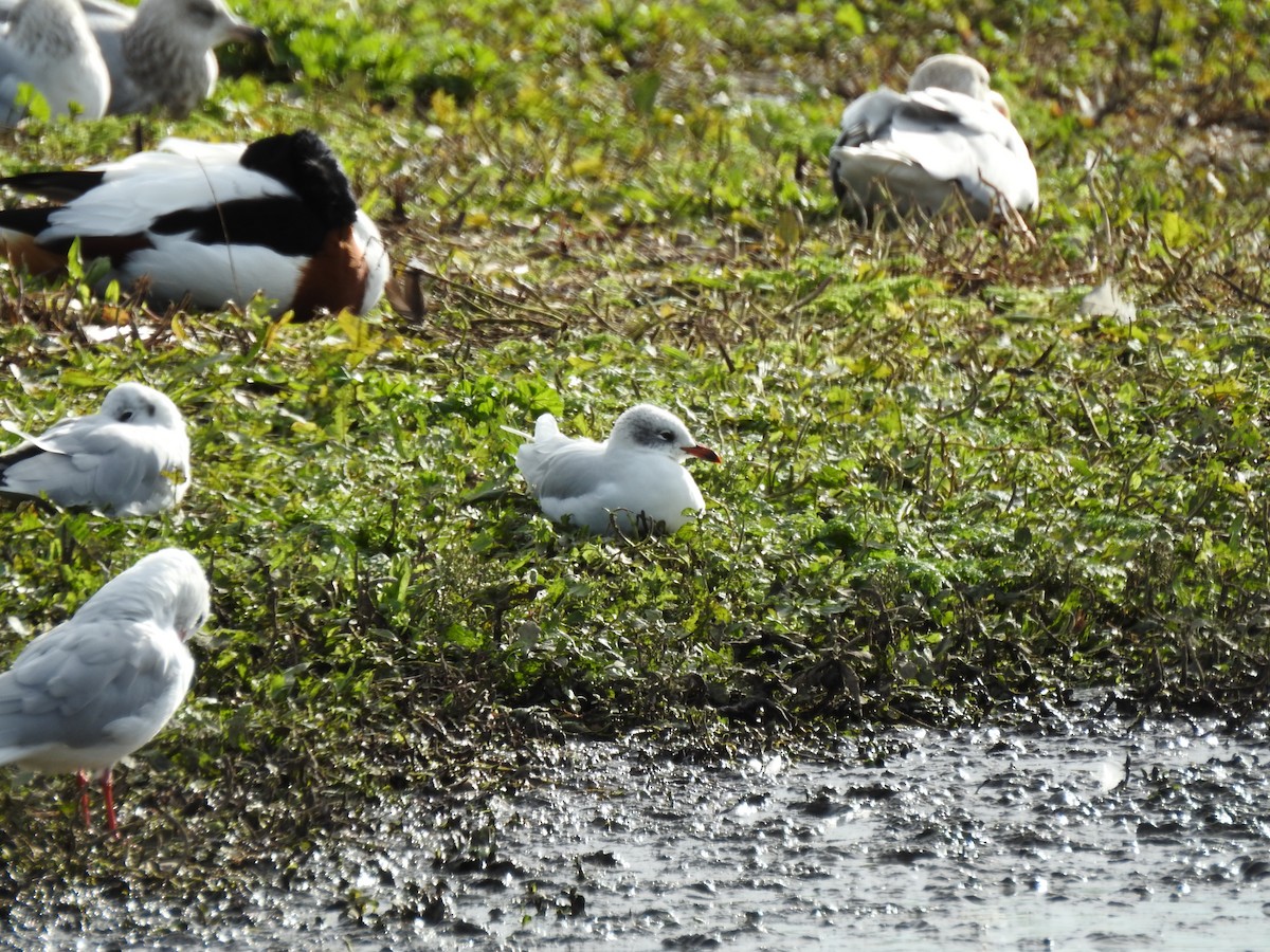 Mediterranean Gull - ML644537990