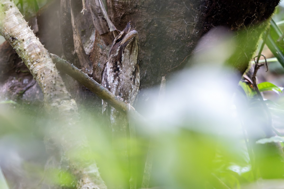 Marbled Frogmouth (Marbled) - ML644537995