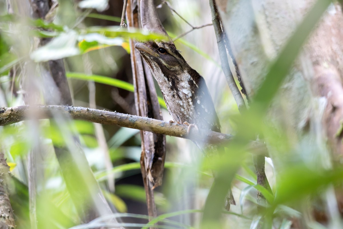 Marbled Frogmouth (Marbled) - ML644537996