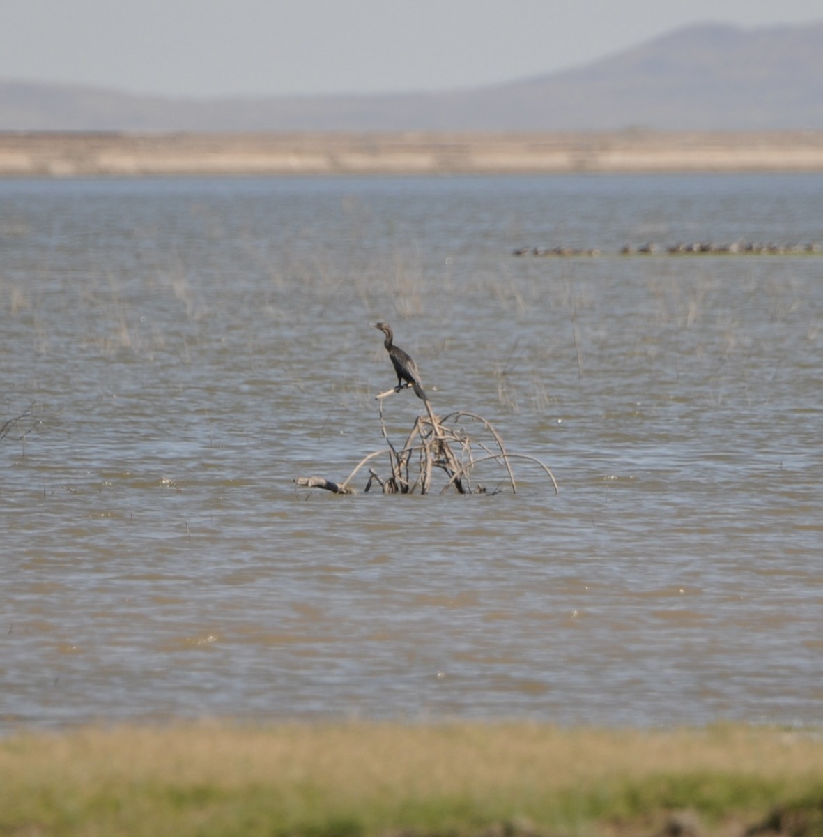 Cormoran vigua - ML644538001