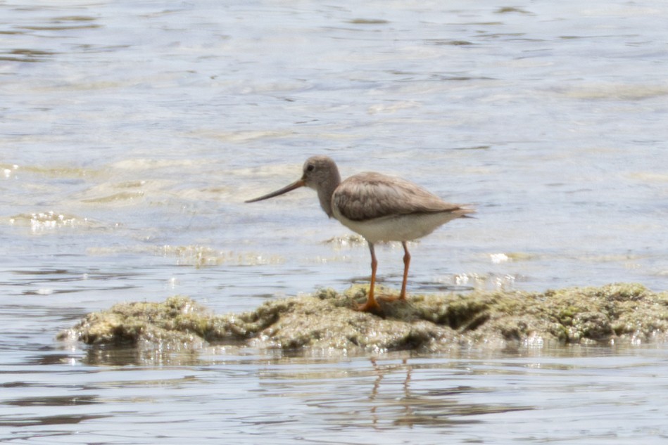 Terek Sandpiper - ML644538004