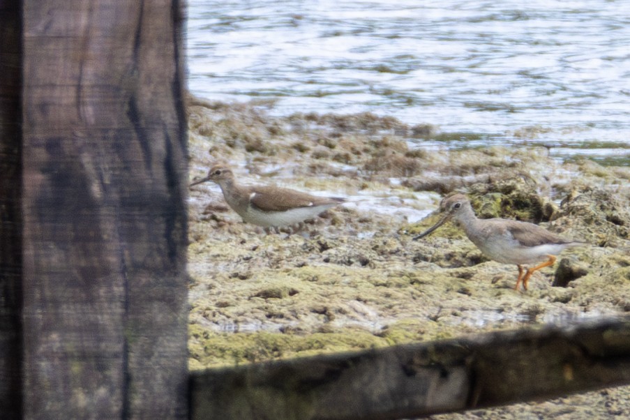 磯鷸 - ML644538008