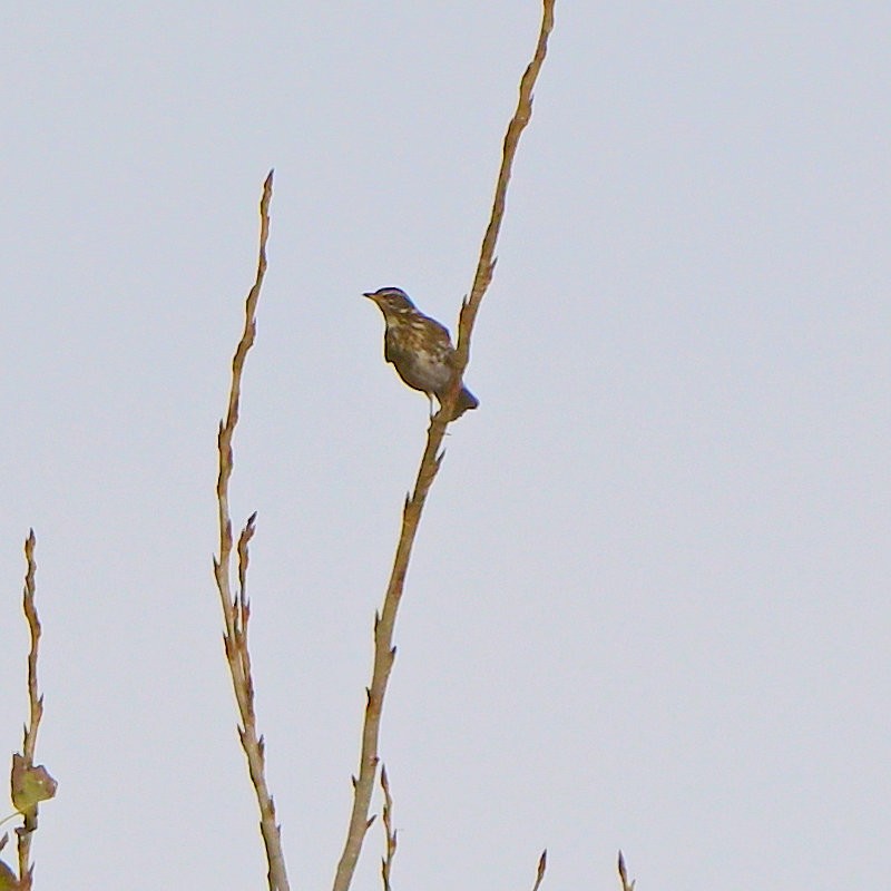 Redwing - ML644538009