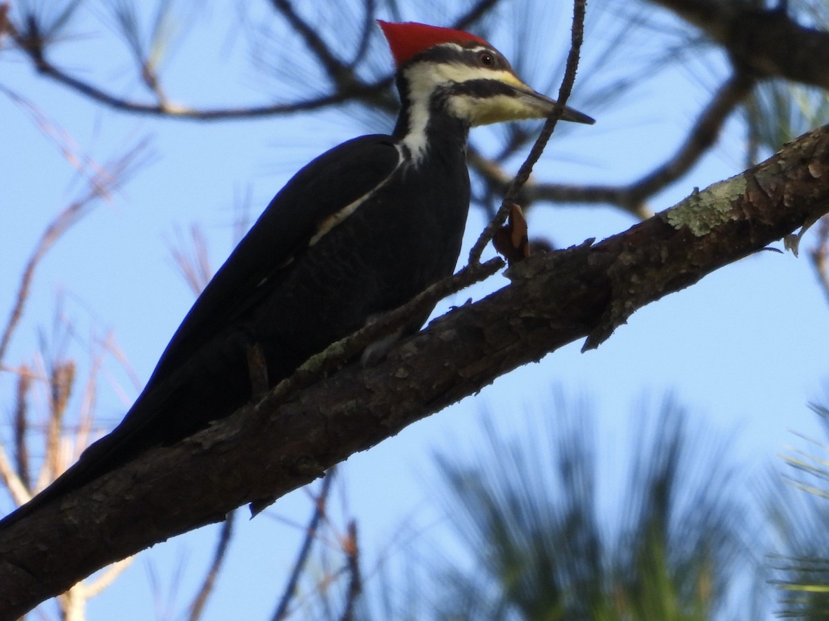 Жовна північна - ML644538012