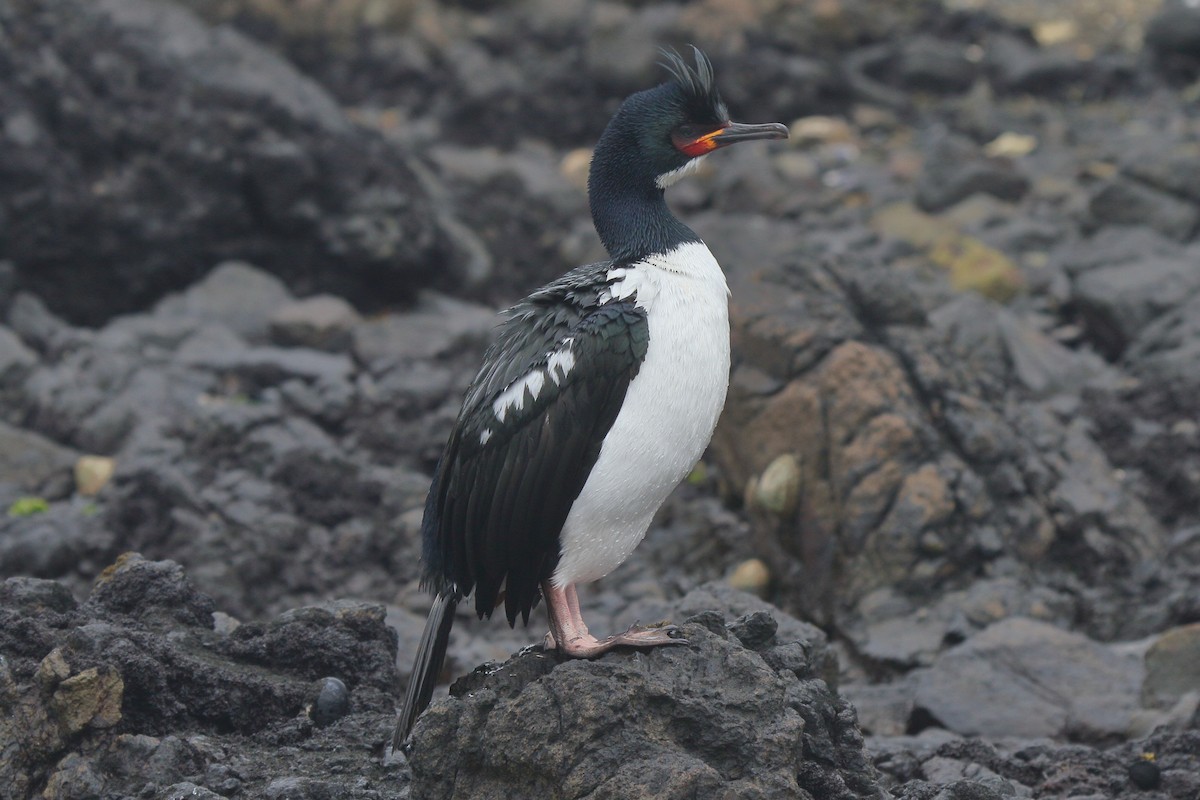 campbellskarv - ML644538014