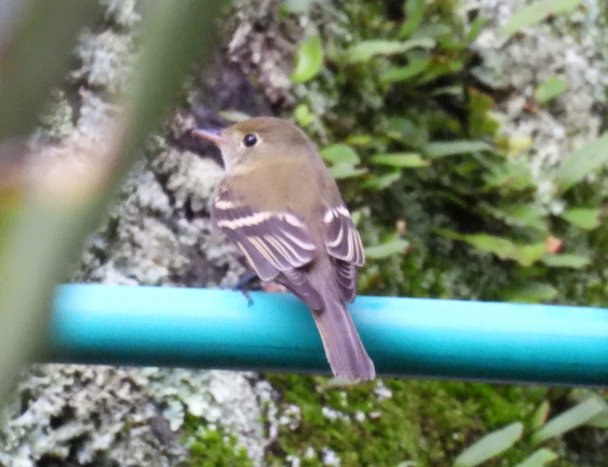 Acadian Flycatcher - ML644538017