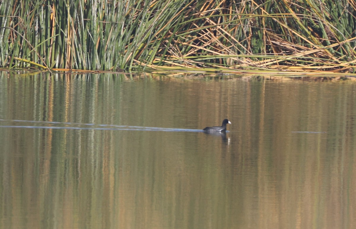 amerikasivhøne - ML644538020