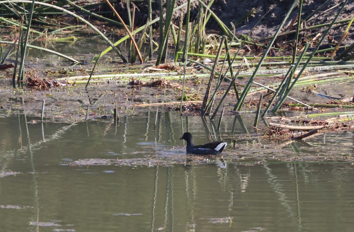 amerikasivhøne - ML644538021