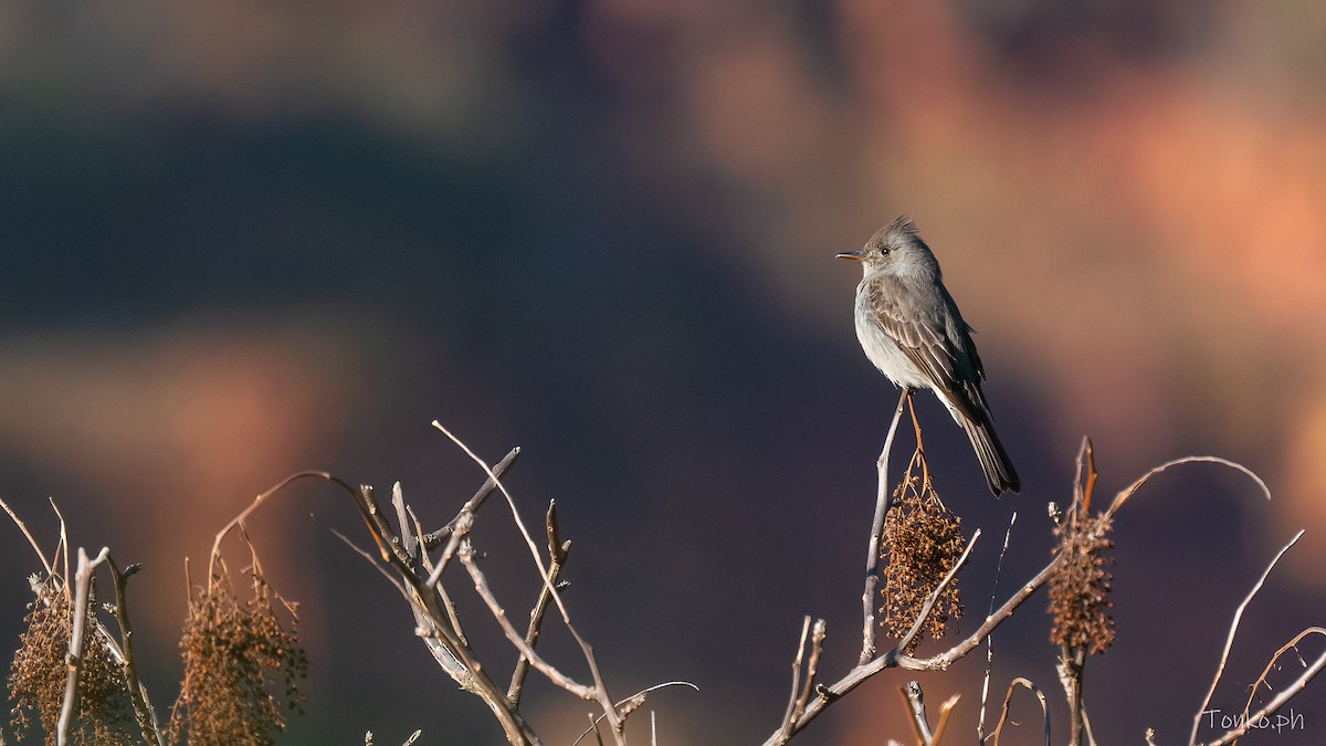 Smoke-colored Pewee - ML644538024