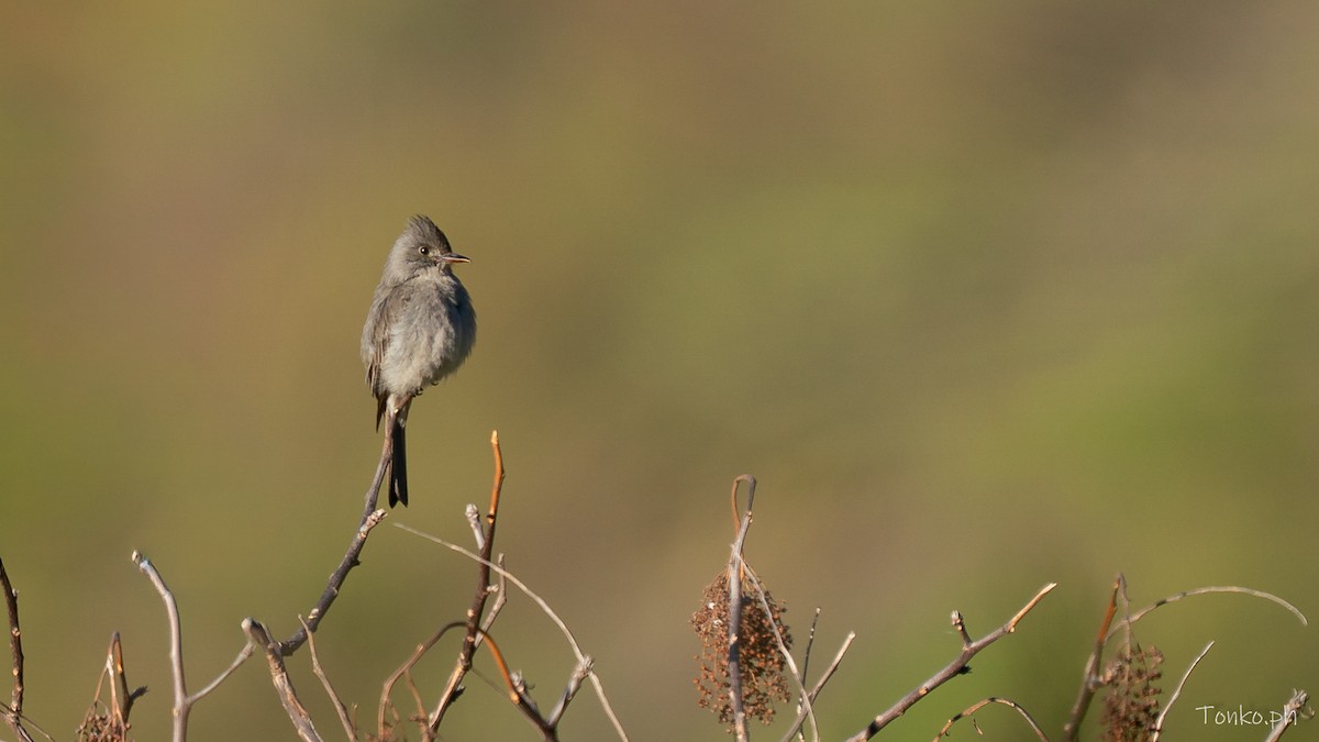 Smoke-colored Pewee - ML644538025