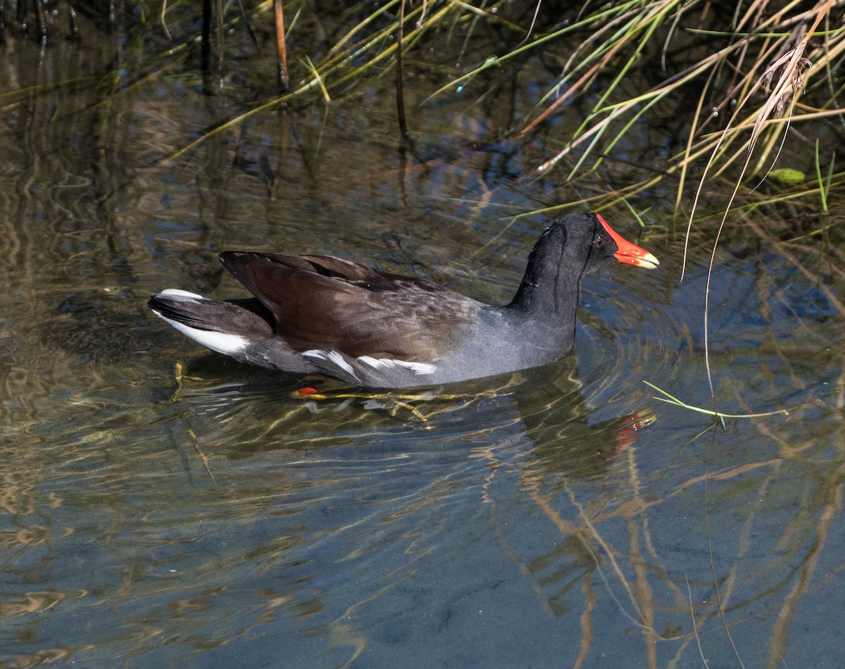 amerikasivhøne - ML644538028