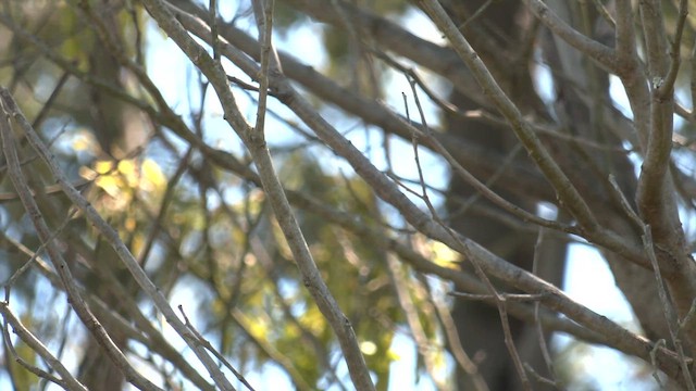 Gray Fantail (alisteri) - ML644538056