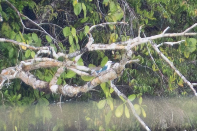 Beach Kingfisher - ML644538061