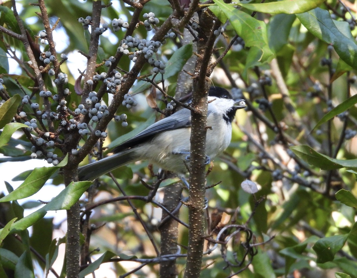 Гаїчка каролінська - ML644538062
