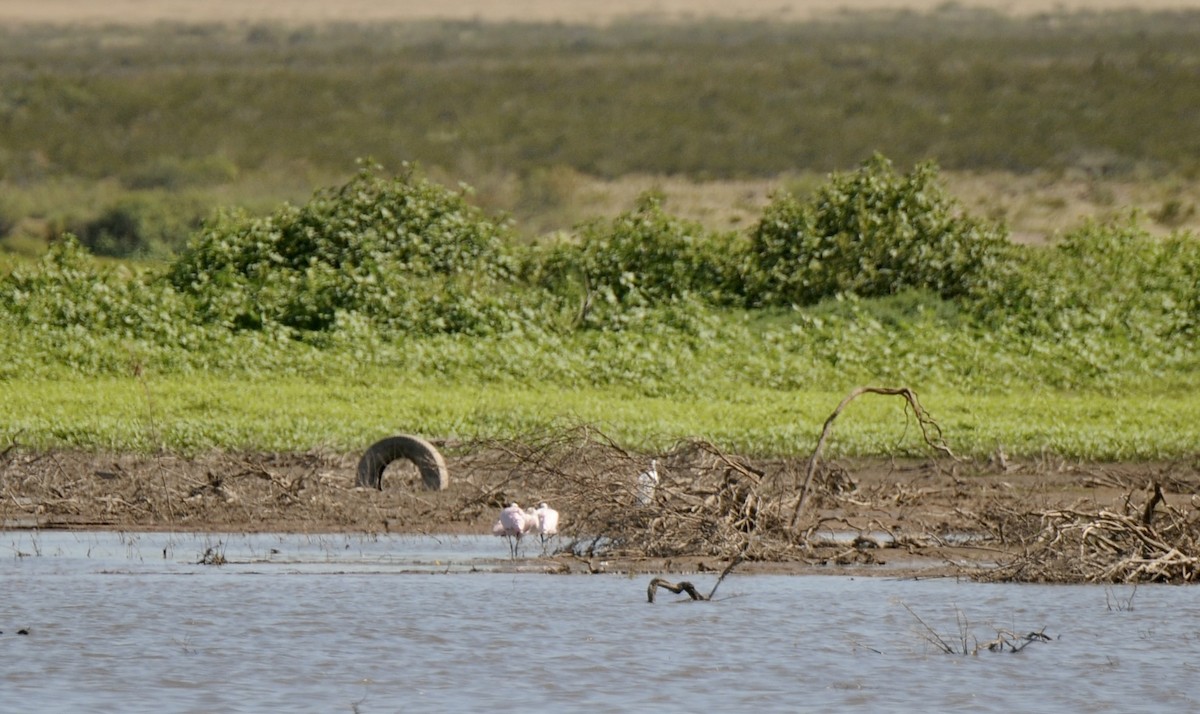 Spatule rosée - ML644538065