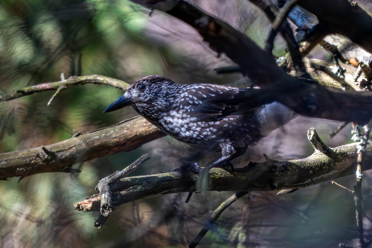 Northern Nutcracker - ML644538070