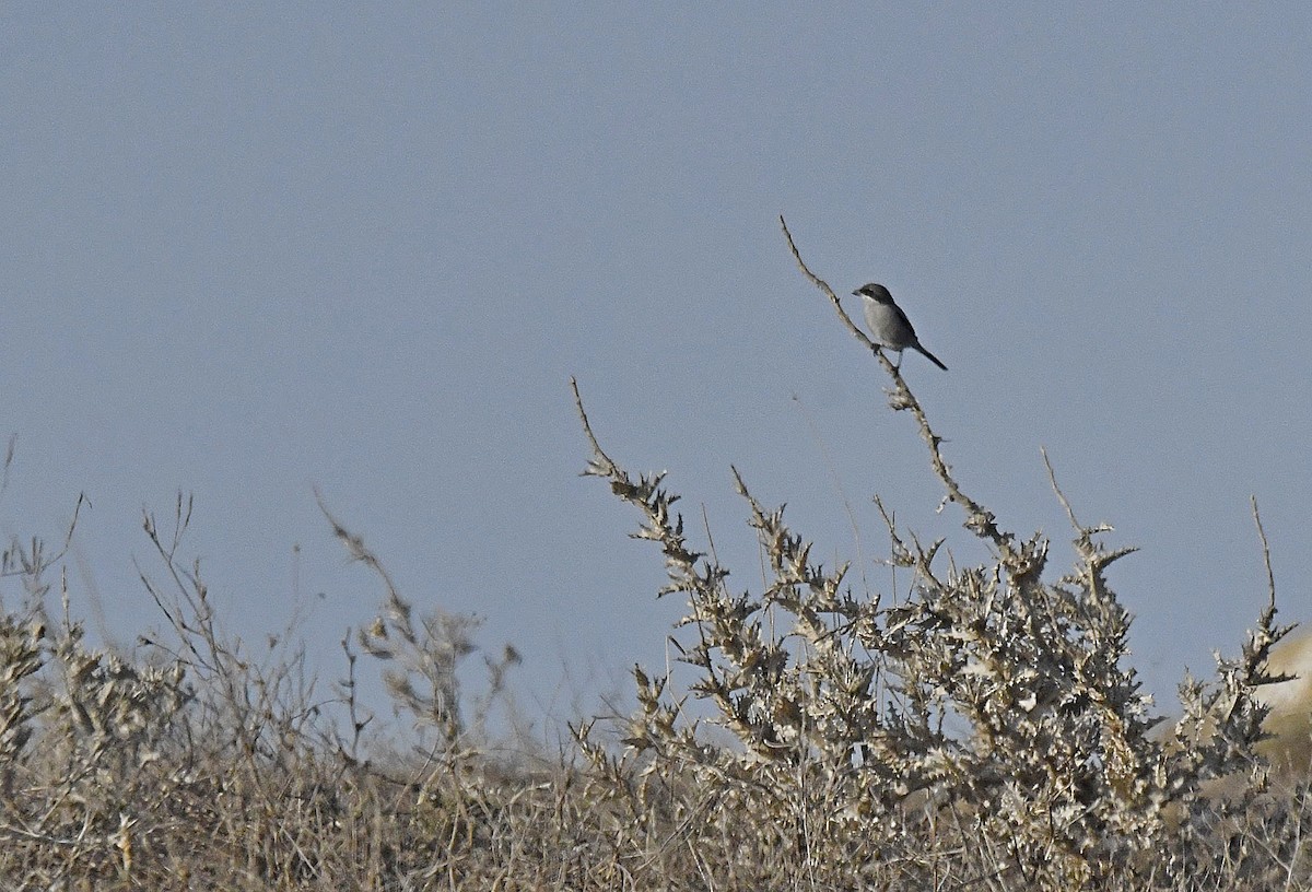 ťuhýk šedý [skupina elegans] - ML644538090