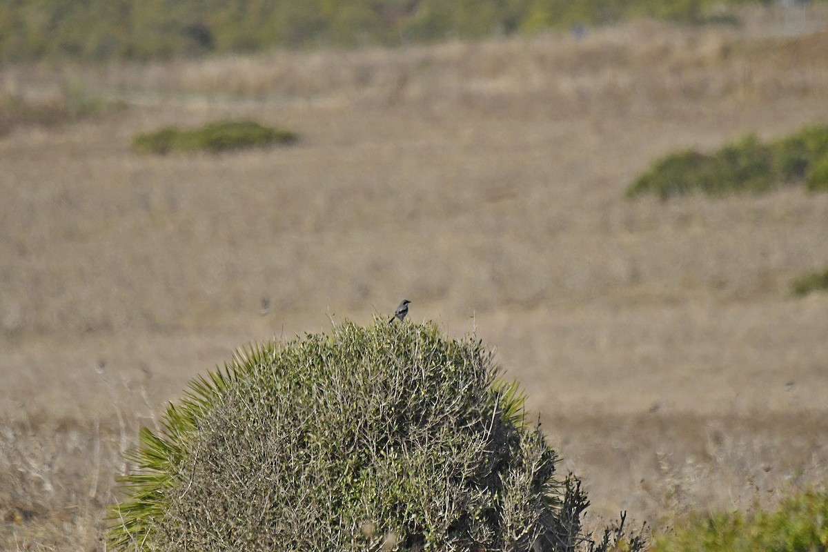 ťuhýk šedý [skupina elegans] - ML644538091