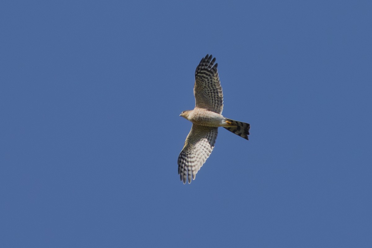 Sharp-shinned Hawk - ML644538092