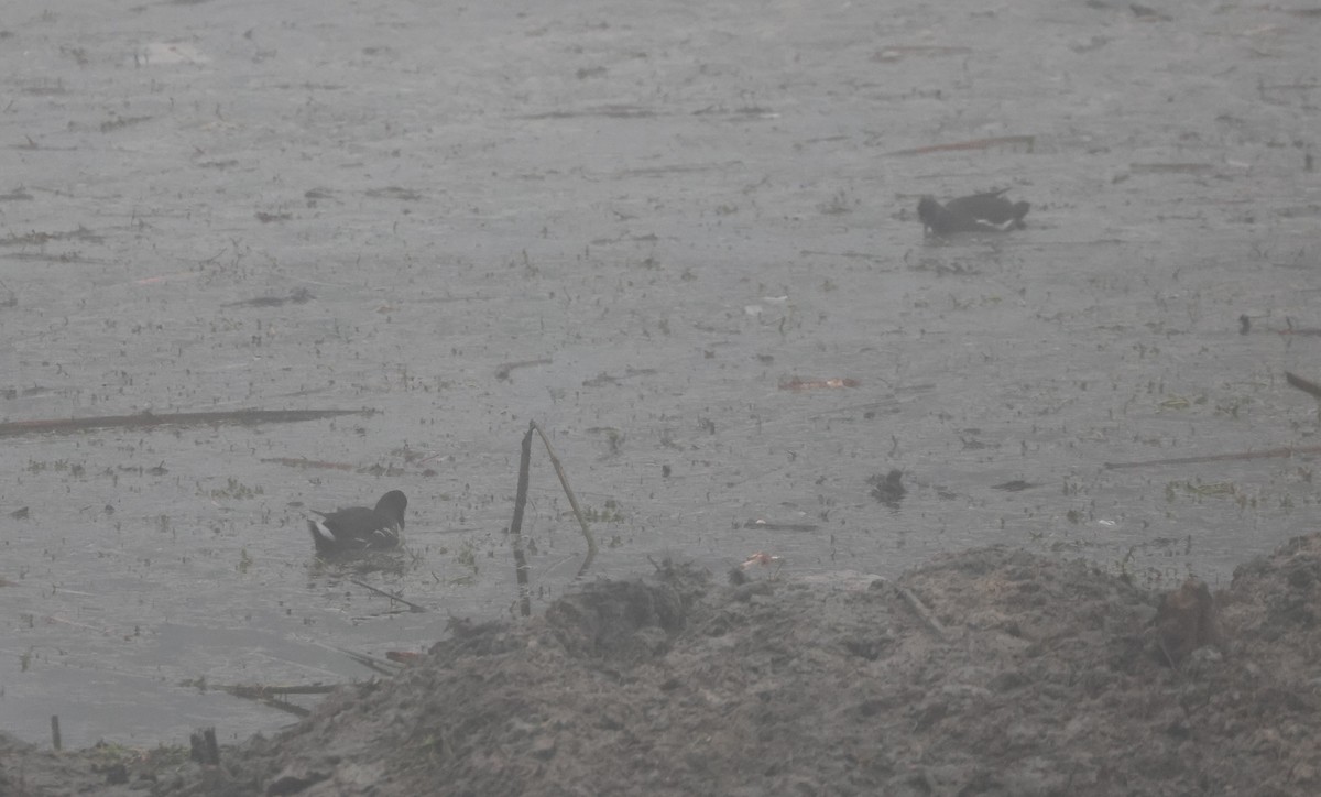 amerikasivhøne - ML644538105