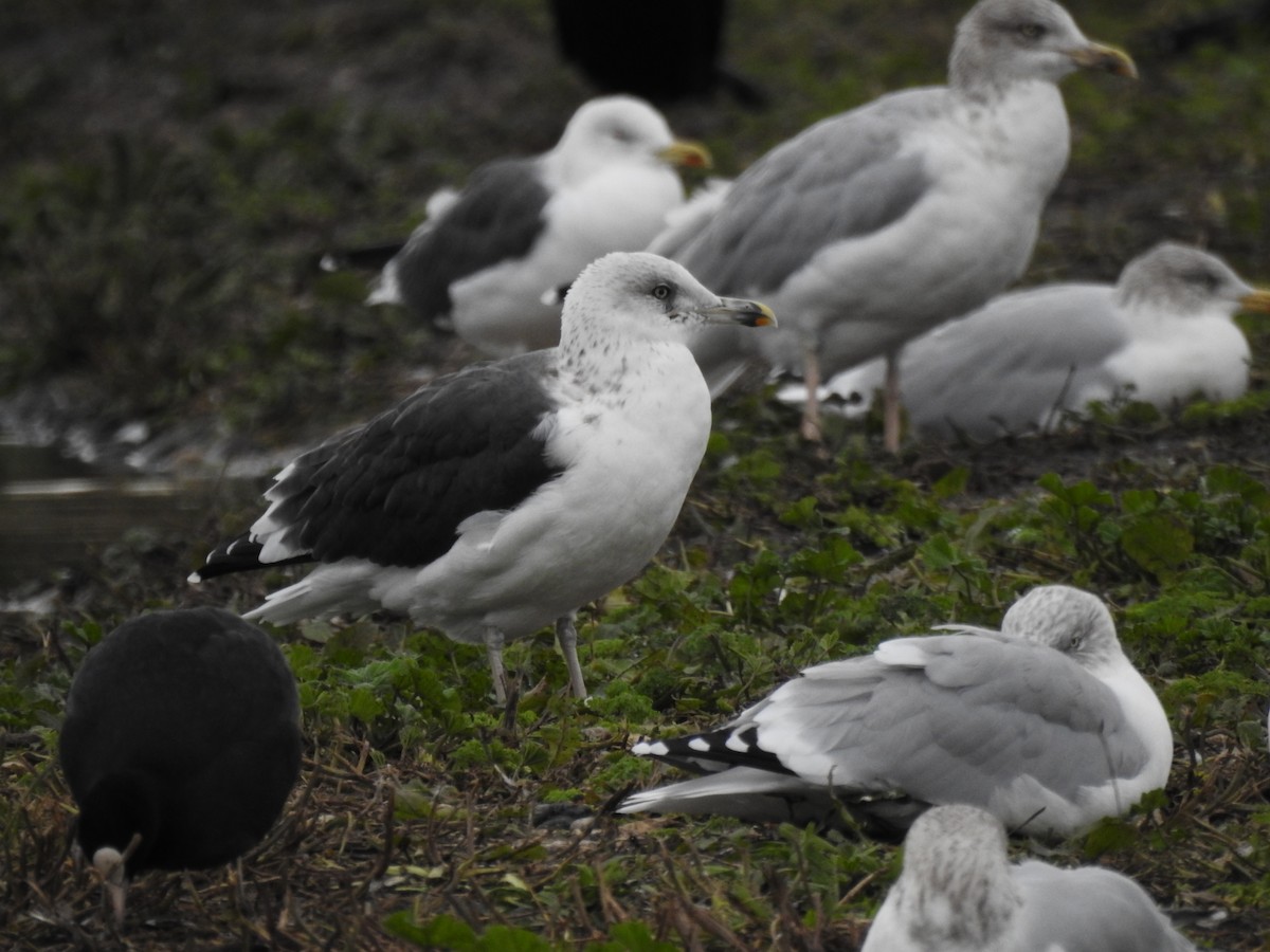 Gavión Atlántico - ML644538107